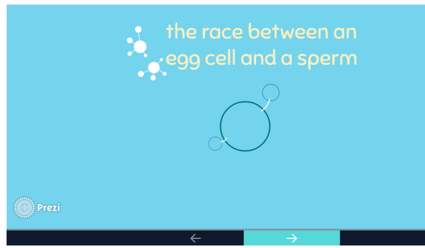 the race between an egg an a sperm